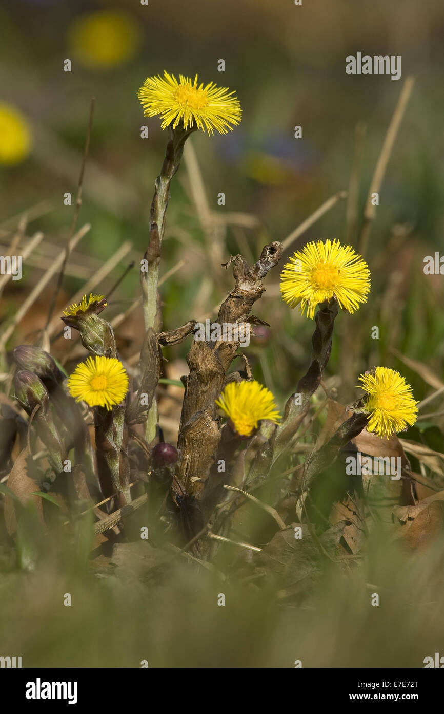 Huflattich, Tussilago farfara Stockfoto