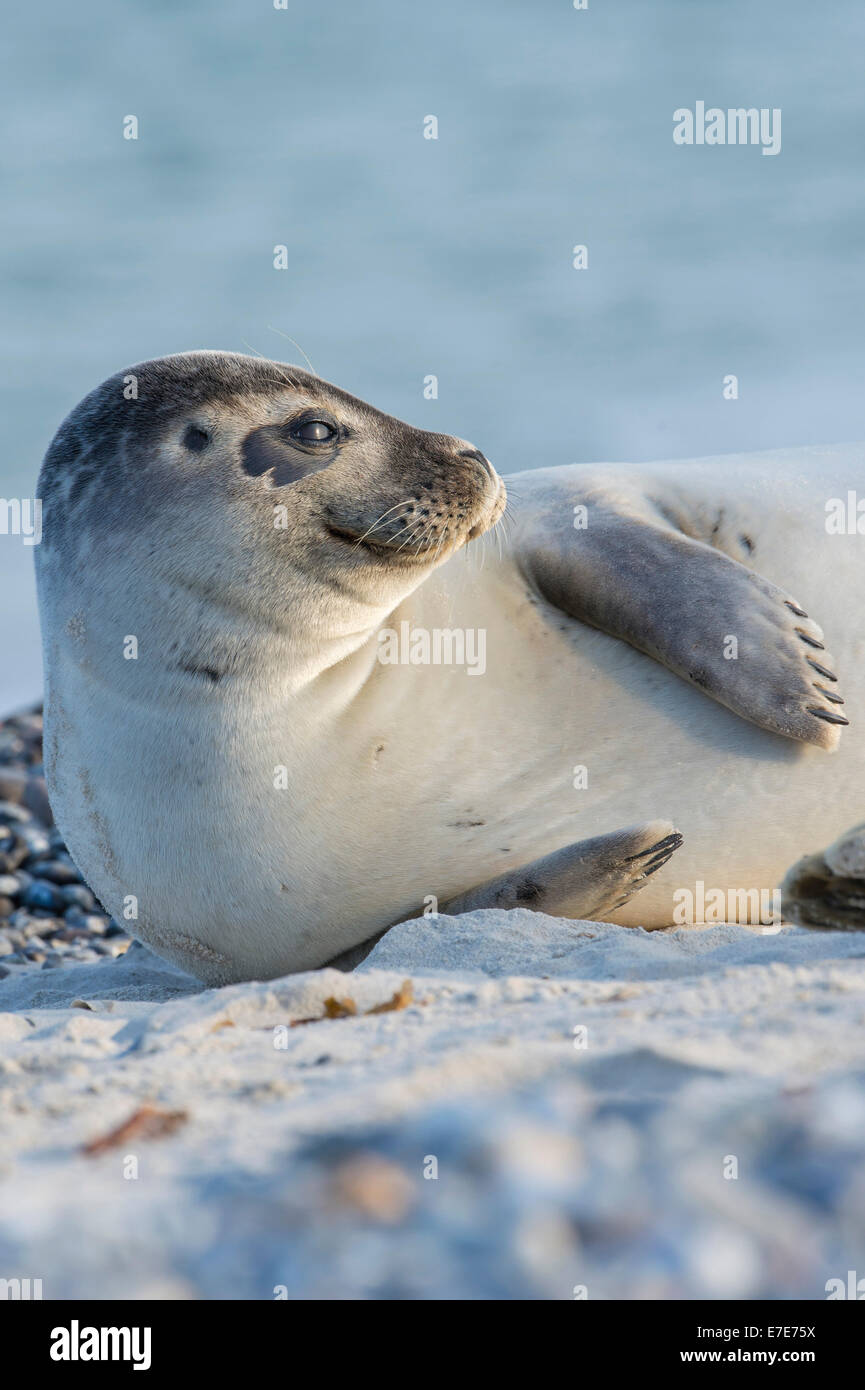 Hafen zu versiegeln, Phoca Vitulina, Helgoland, Nordsee, Deutschland Stockfoto