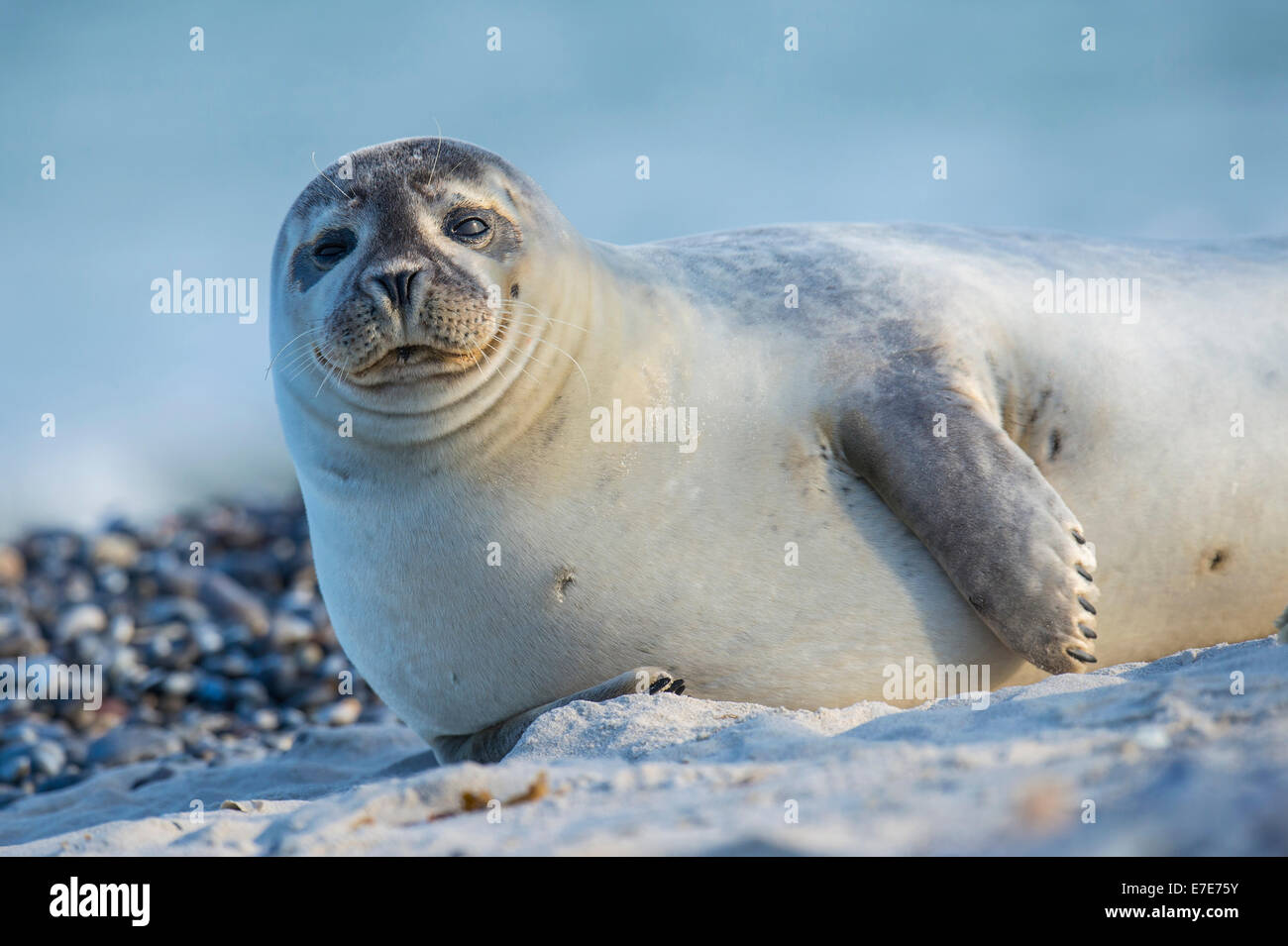 Hafen zu versiegeln, Phoca Vitulina, Helgoland, Nordsee, Deutschland Stockfoto