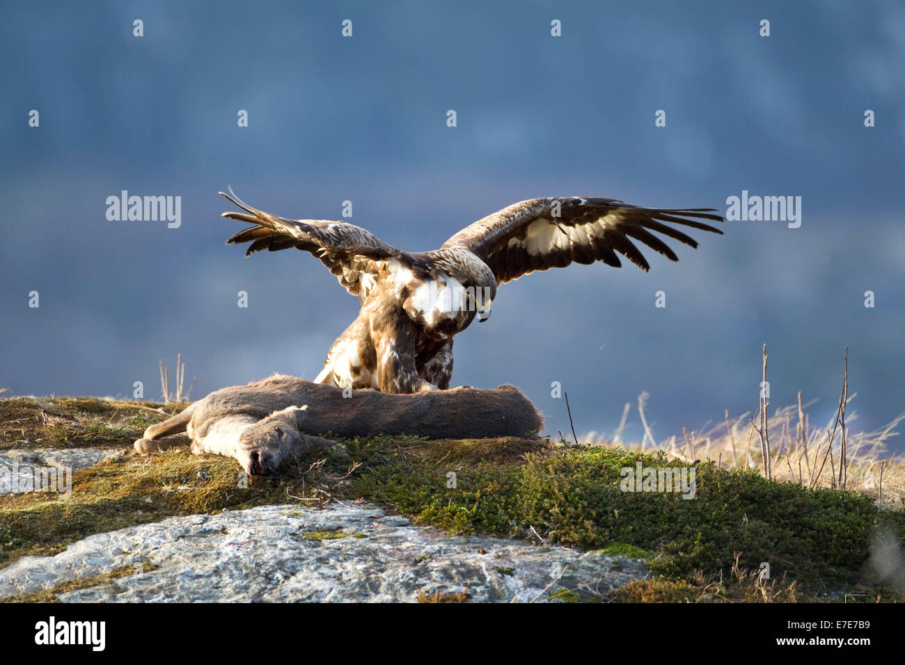 Steinadler Aquila Chrysaetos mit Flügel ausgestreckt Landung auf den Kadaver ein totes Reh in Westnorwegen Stockfoto