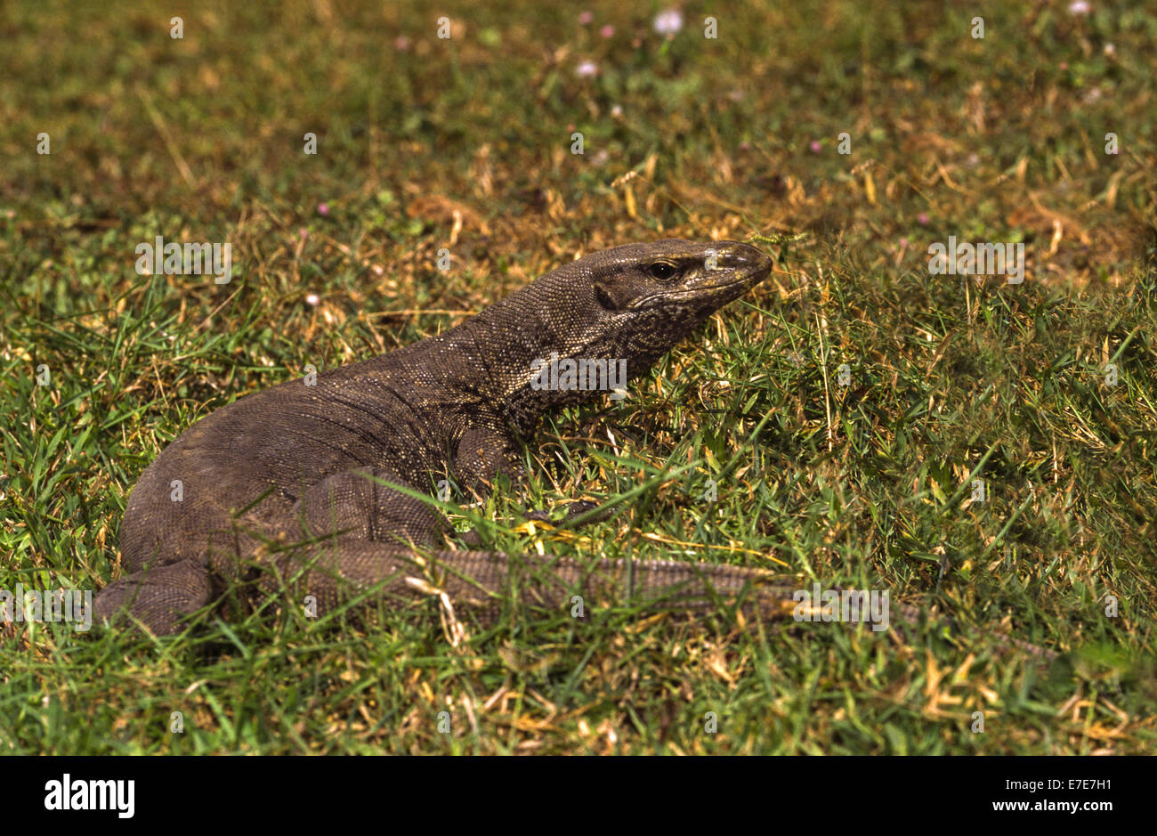 ASIATISCHEN LAND MONITOR ODER EIDECHSE AUF EINER WIESE IN SRILANKA Stockfoto