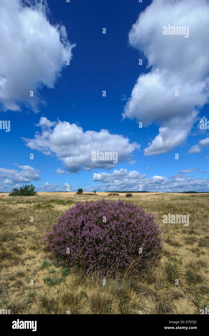 gemeinsamen Heide (Calluna Vulgaris) im Hoge Veluwe National Park, Gelderland, Niederlande Stockfoto