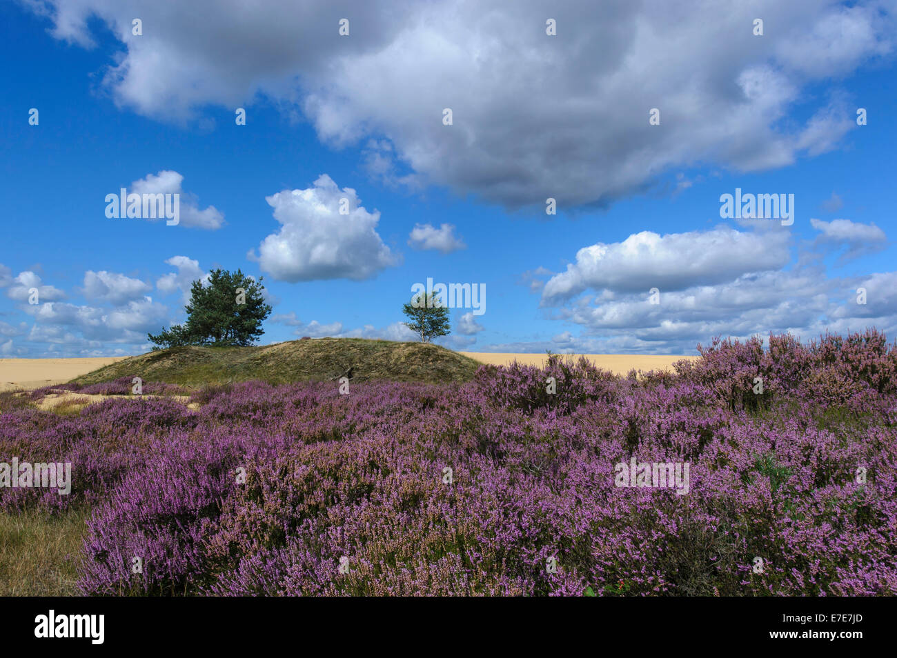 gemeinsamen Heide (Calluna Vulgaris) im Hoge Veluwe National Park, Gelderland, Niederlande Stockfoto