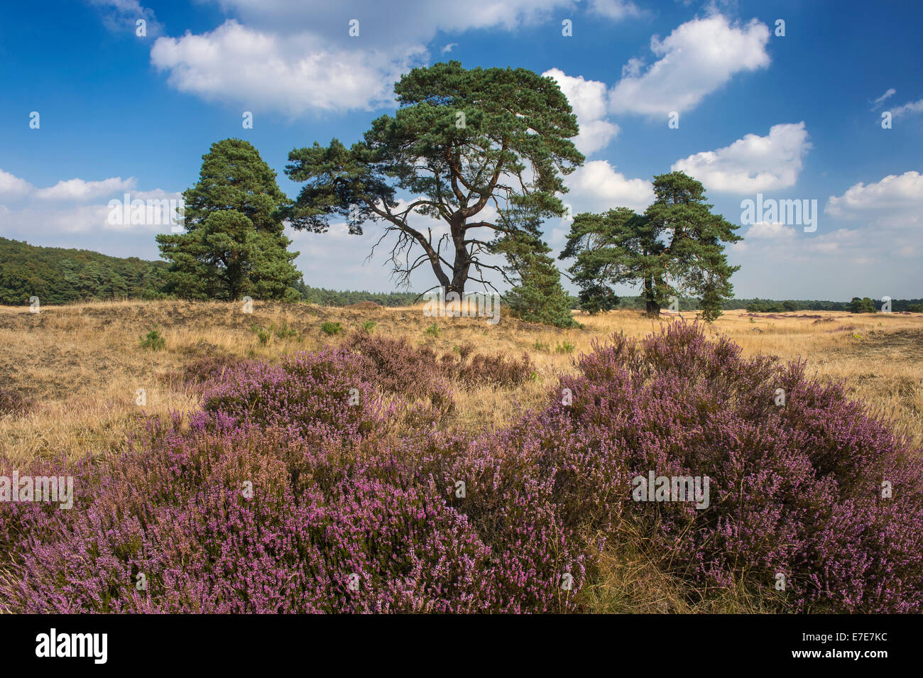 gemeinsamen Heide (Calluna Vulgaris) im Hoge Veluwe National Park, Gelderland, Niederlande Stockfoto