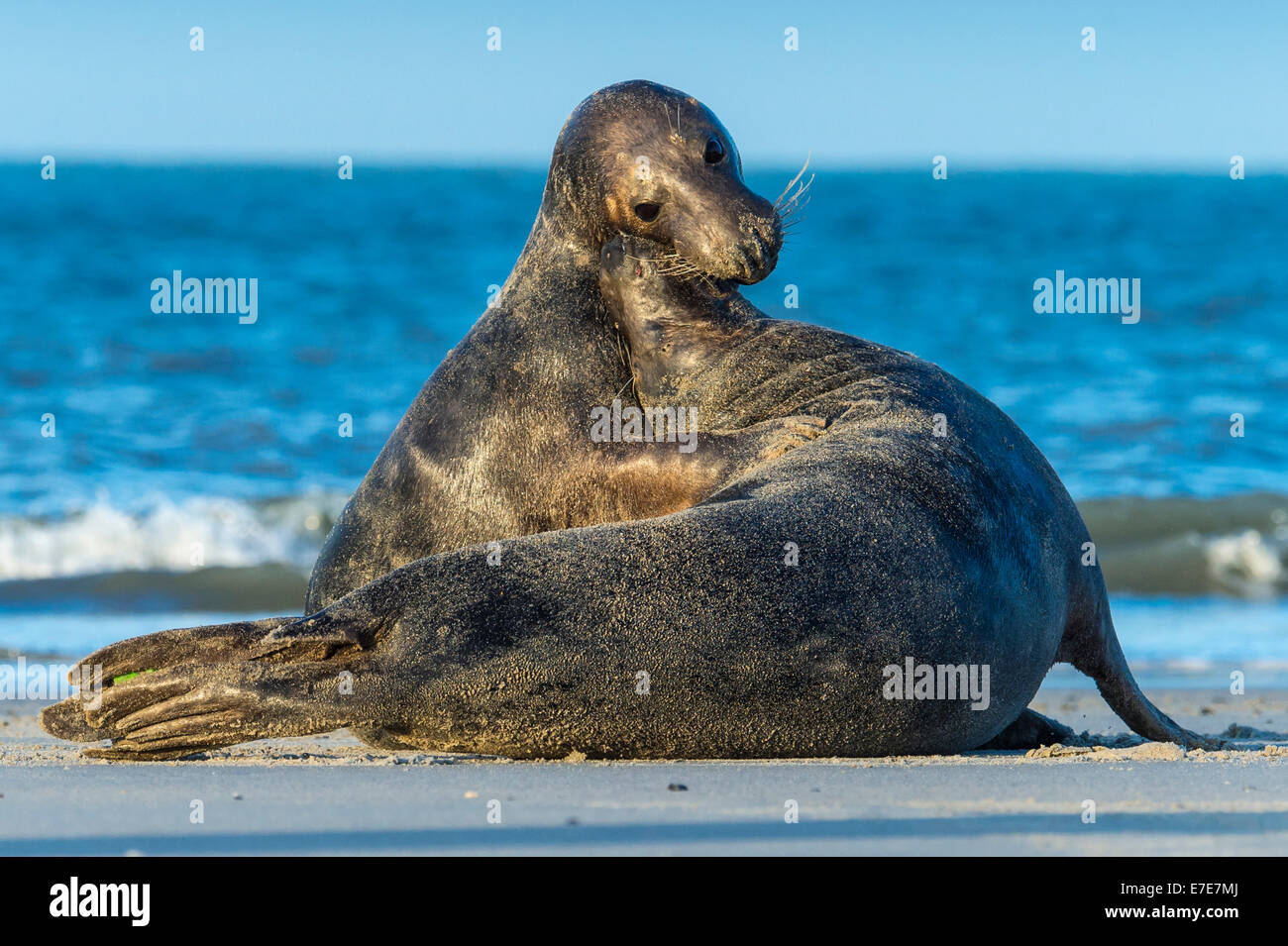 graue Dichtungen, Halichoerus Grypus, Helgoland, Nordsee, Deutschland Stockfoto