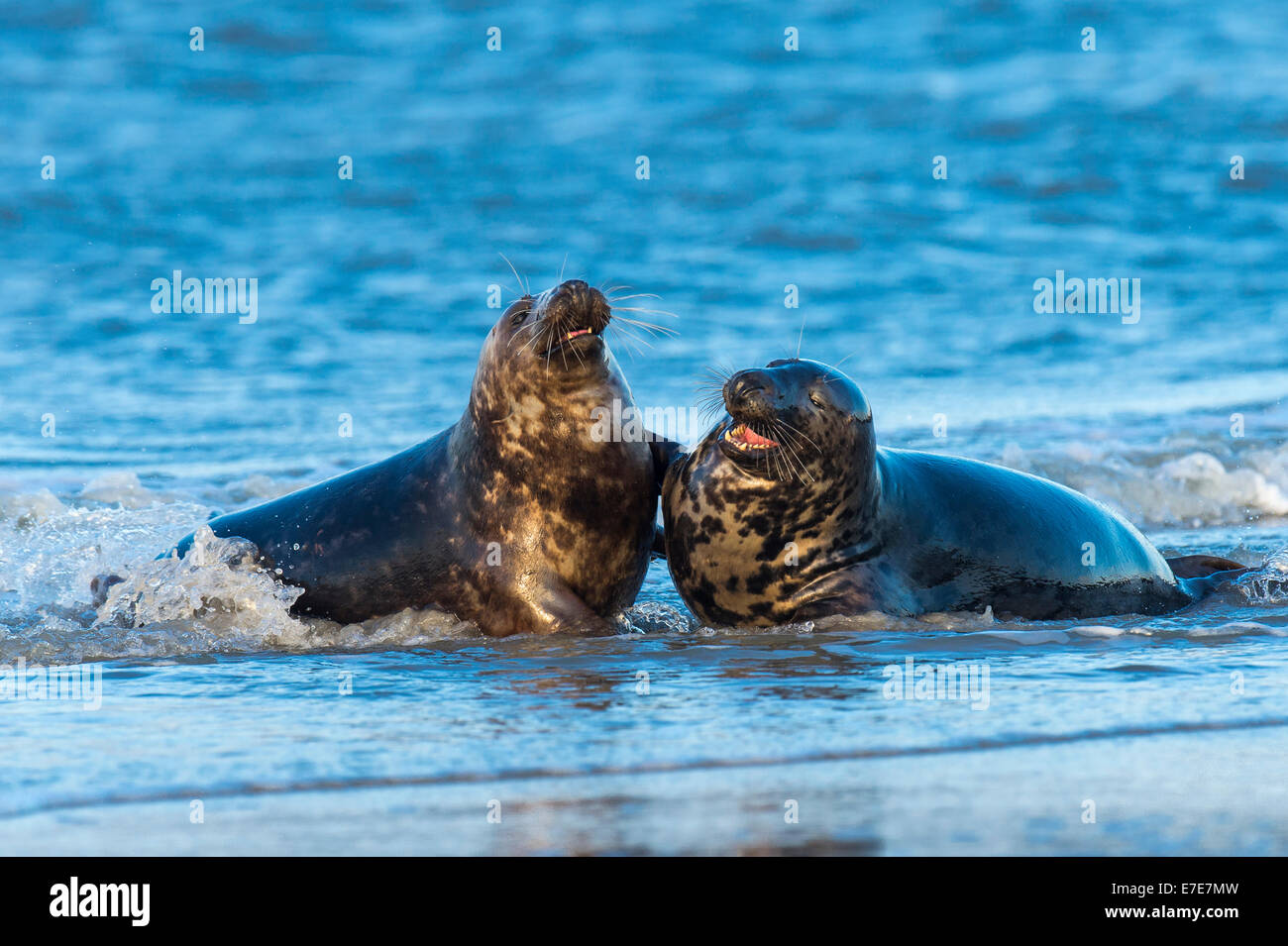 graue Dichtungen, Halichoerus Grypus, Helgoland, Nordsee, Deutschland Stockfoto
