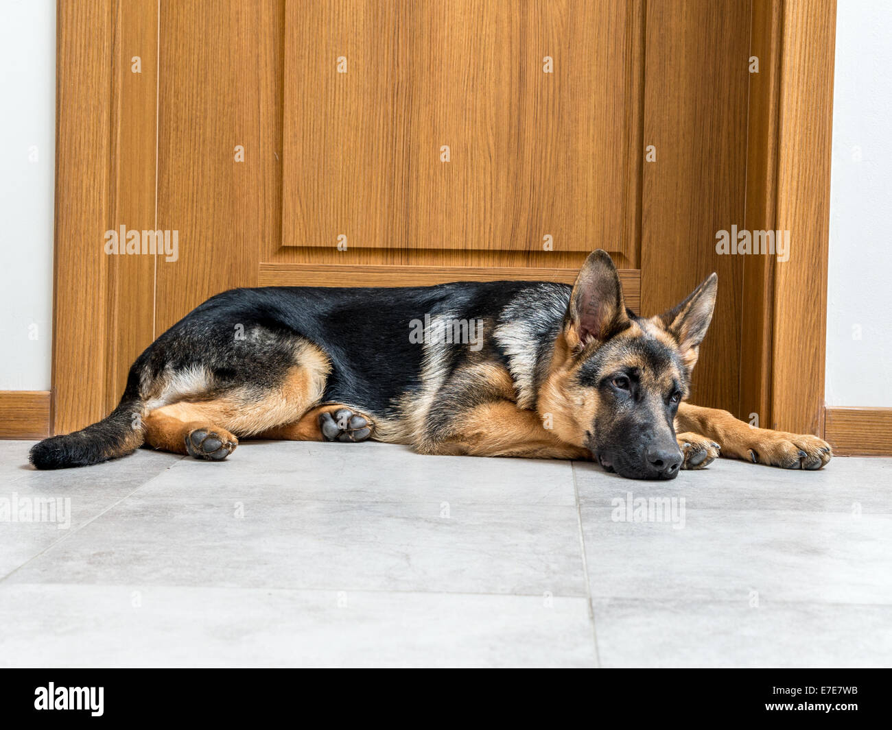 Fünf Monate Deutscher Schäferhund Welpe liegend durch die Türen Stockfoto