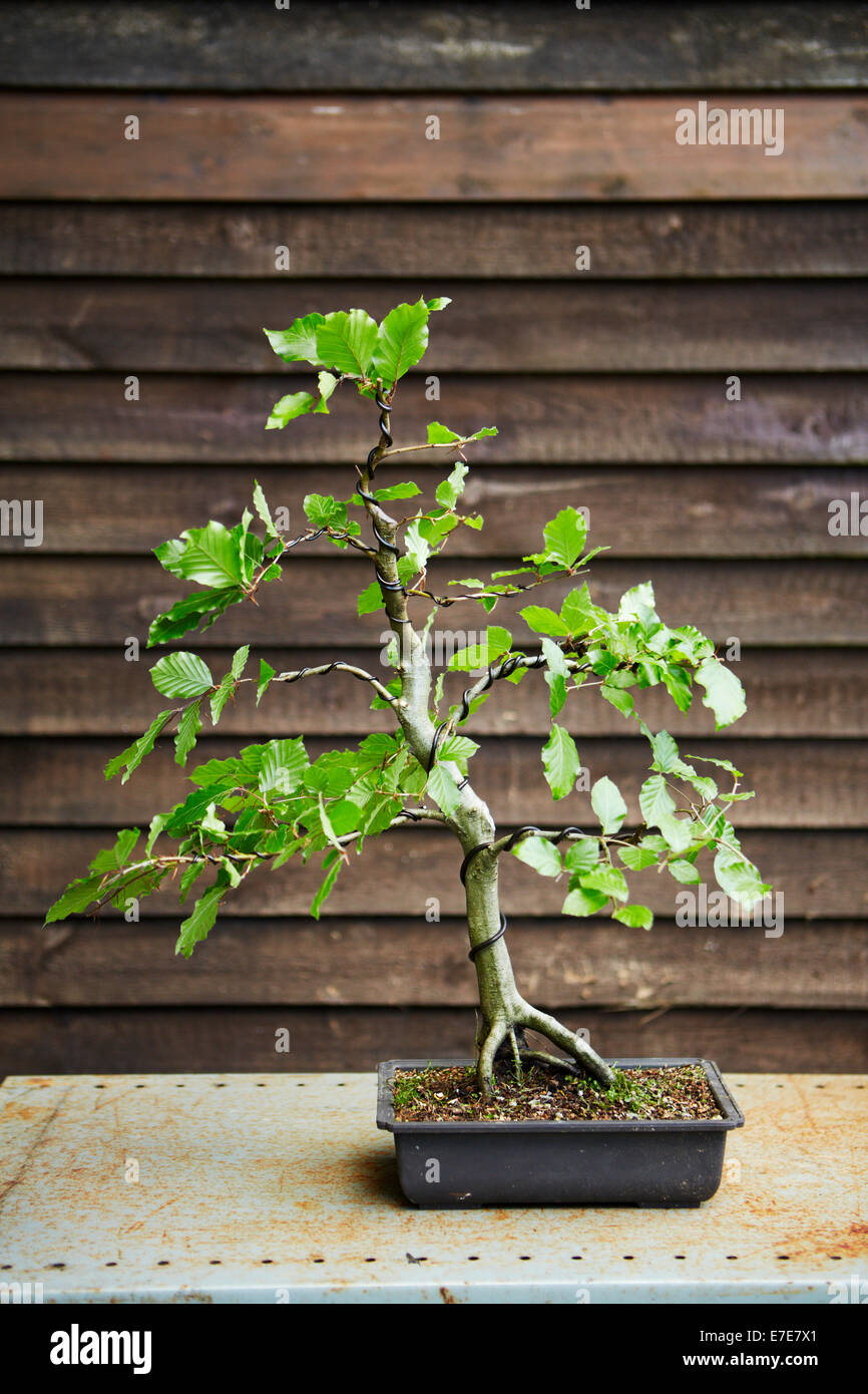 Kabelgebundene Bonsai-Baum Stockfoto