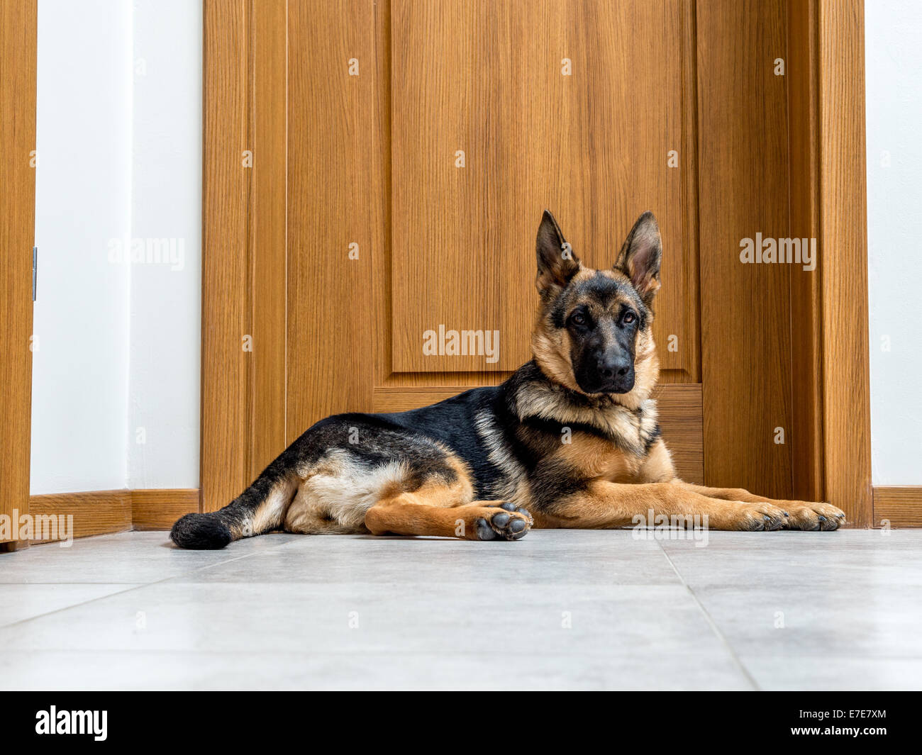 Fünf Monate Deutscher Schäferhund Welpen warten durch die Türen Stockfoto