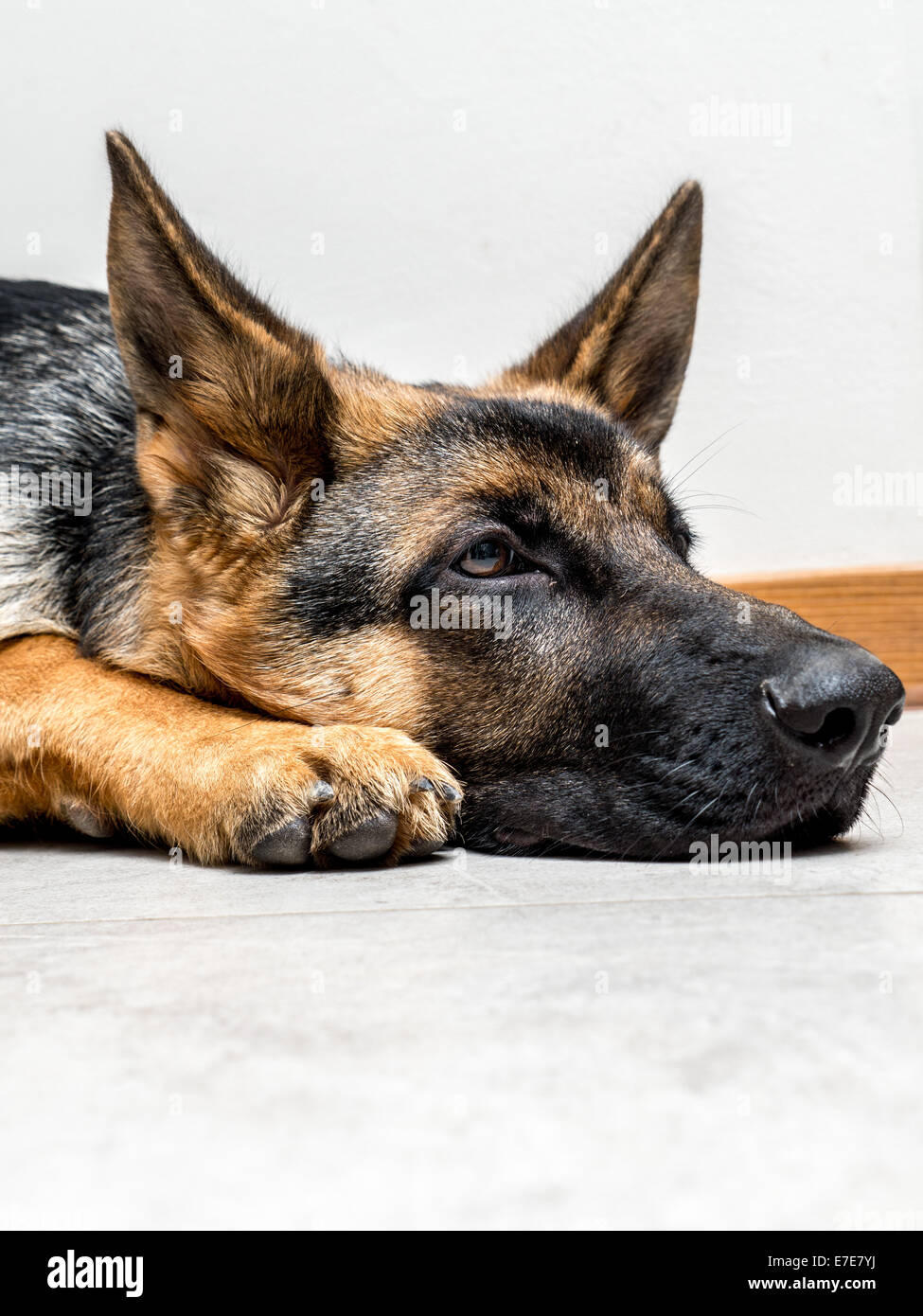 Nahaufnahme der Deutsche Schäferhund Welpen auf dem Boden liegend Stockfoto