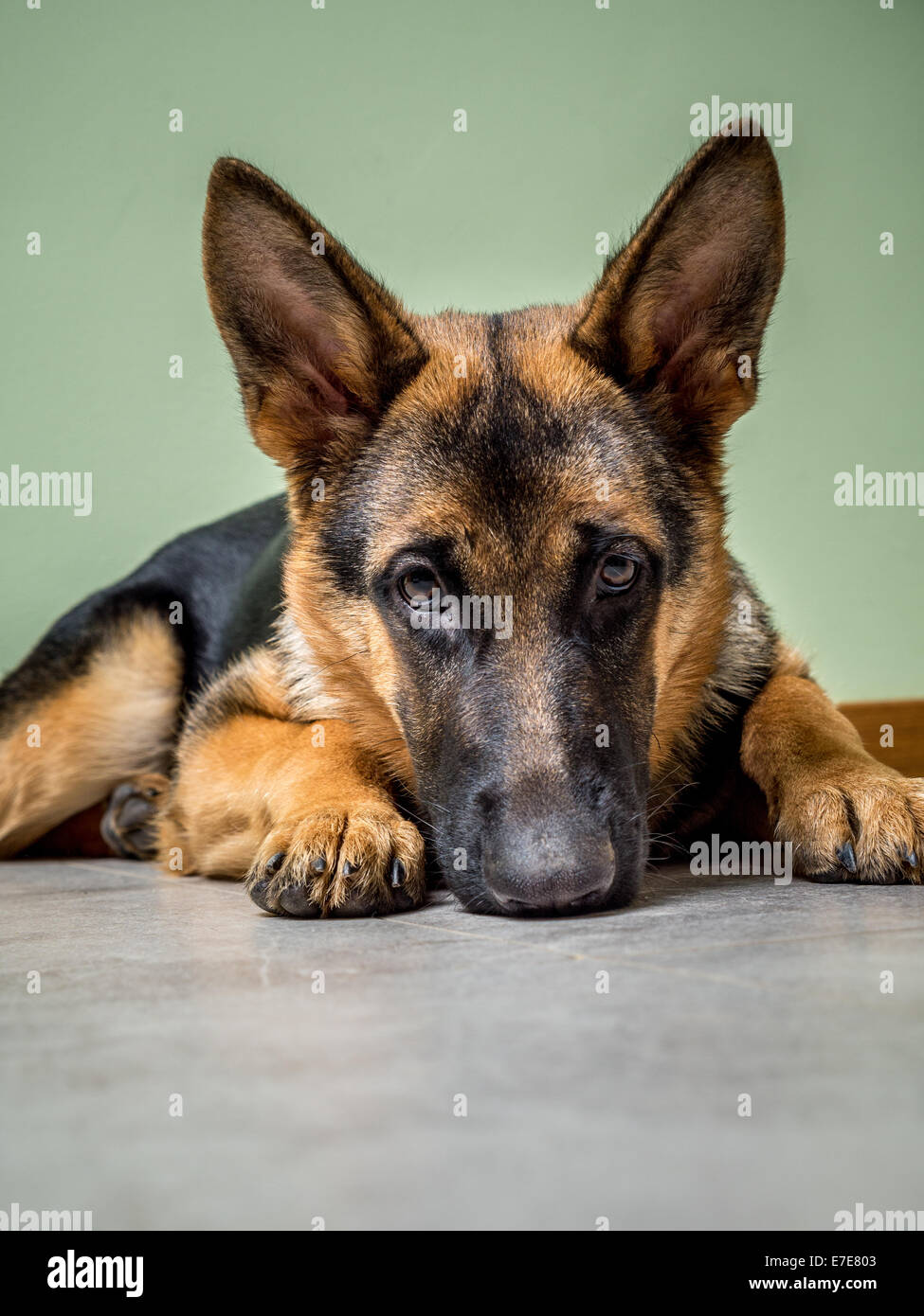 Deutscher Schäferhund Welpen posiert auf dem Boden liegend Stockfoto