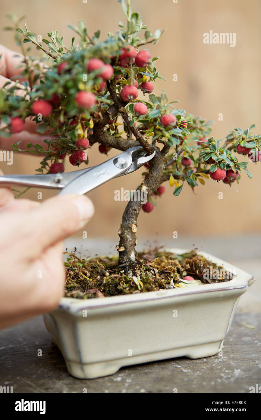 Beschneidung-Bonsai-Baum Stockfoto