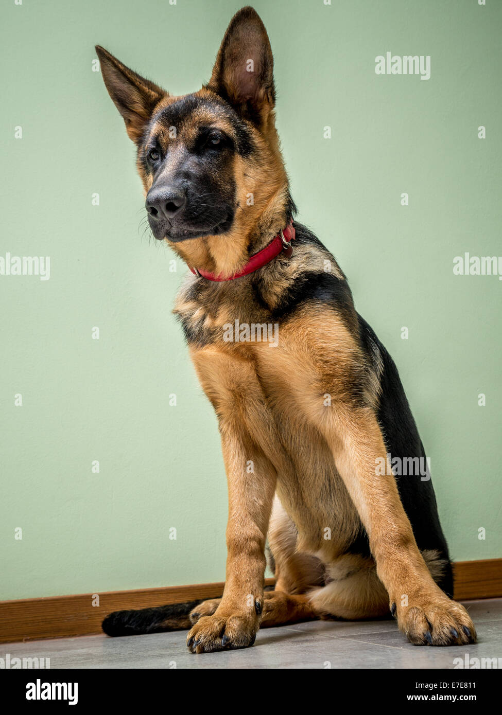 Deutscher Schäferhund-Welpen, die auf dem Boden sitzend Stockfoto