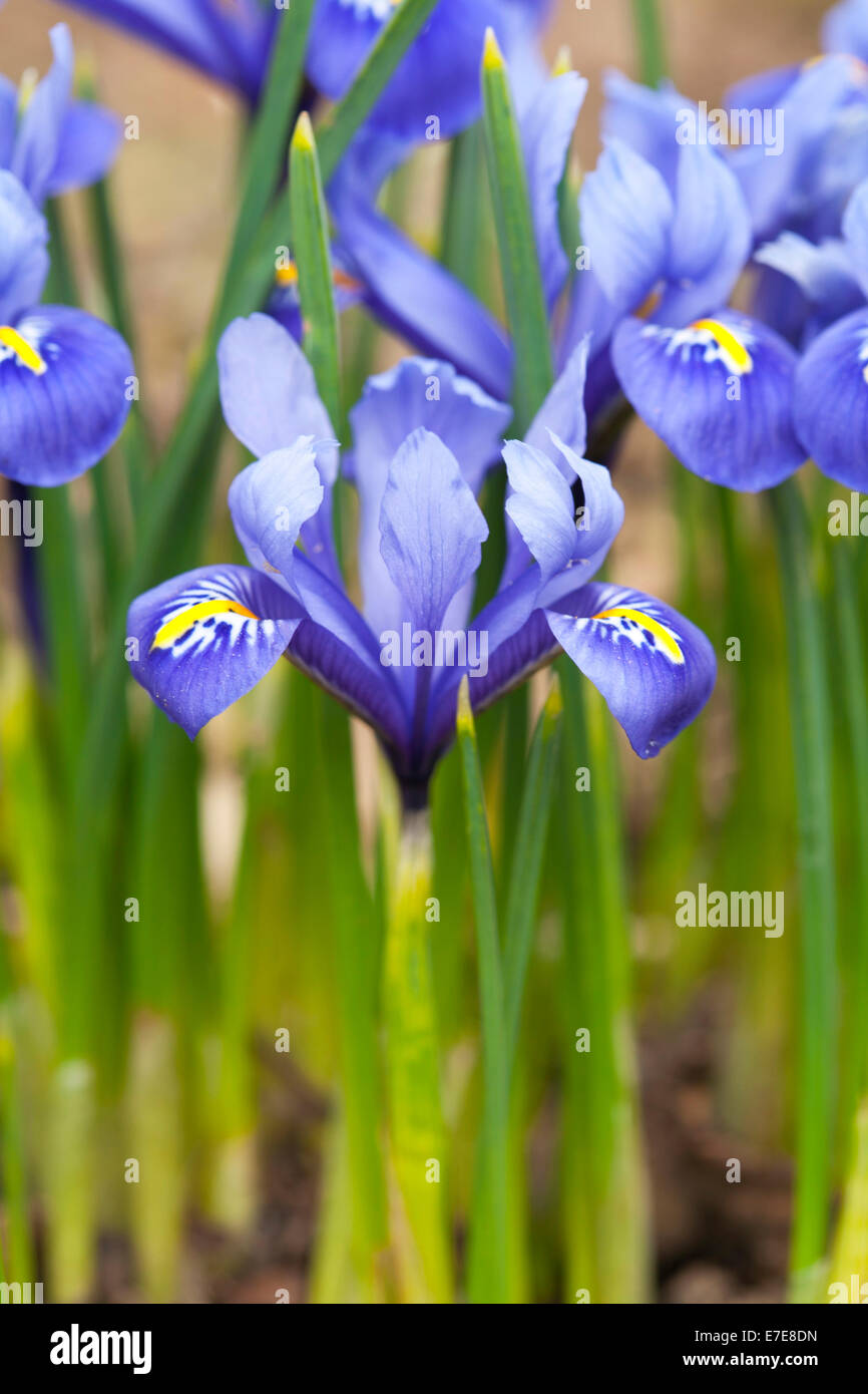 Iris 'Harmony' Stockfoto