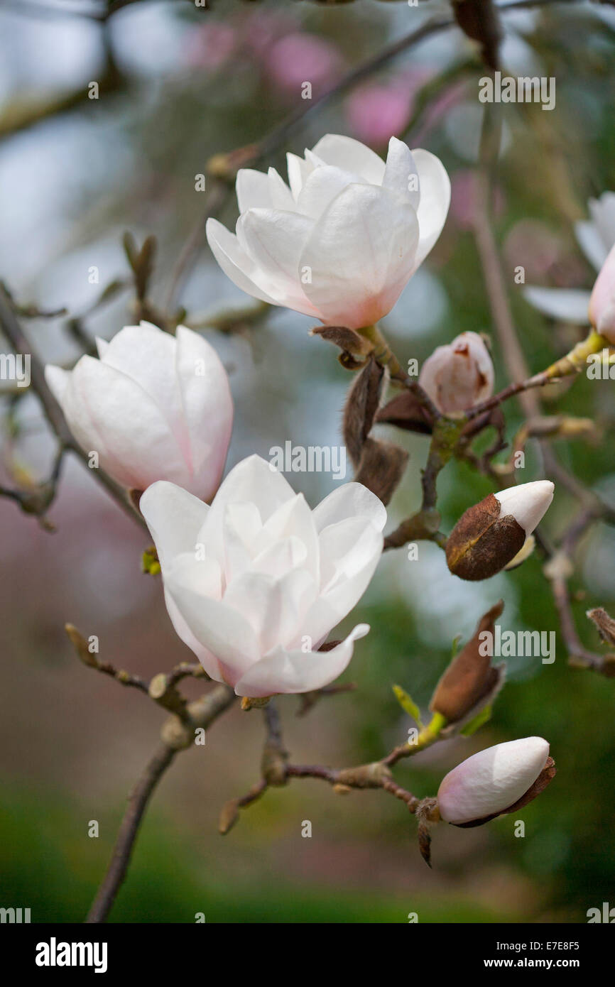 Magnolia "Milky Way" Stockfoto
