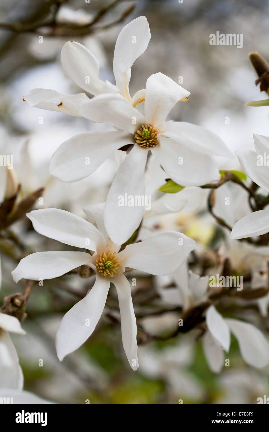 Magnolia Salicifolia "Wada Memory" Stockfoto