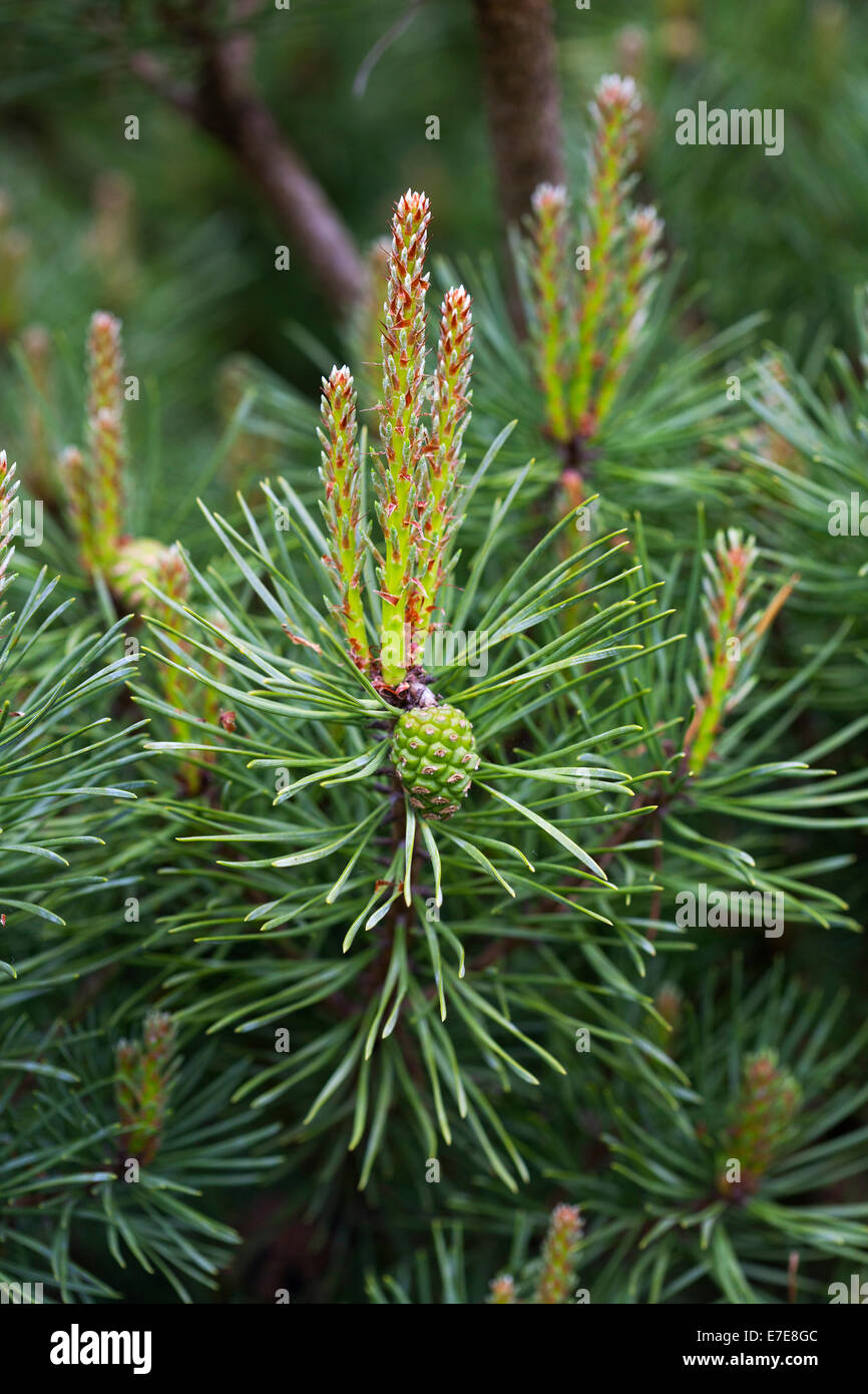 Pinus Sylvestris 'Beuvronensis' (Föhren) Stockfoto