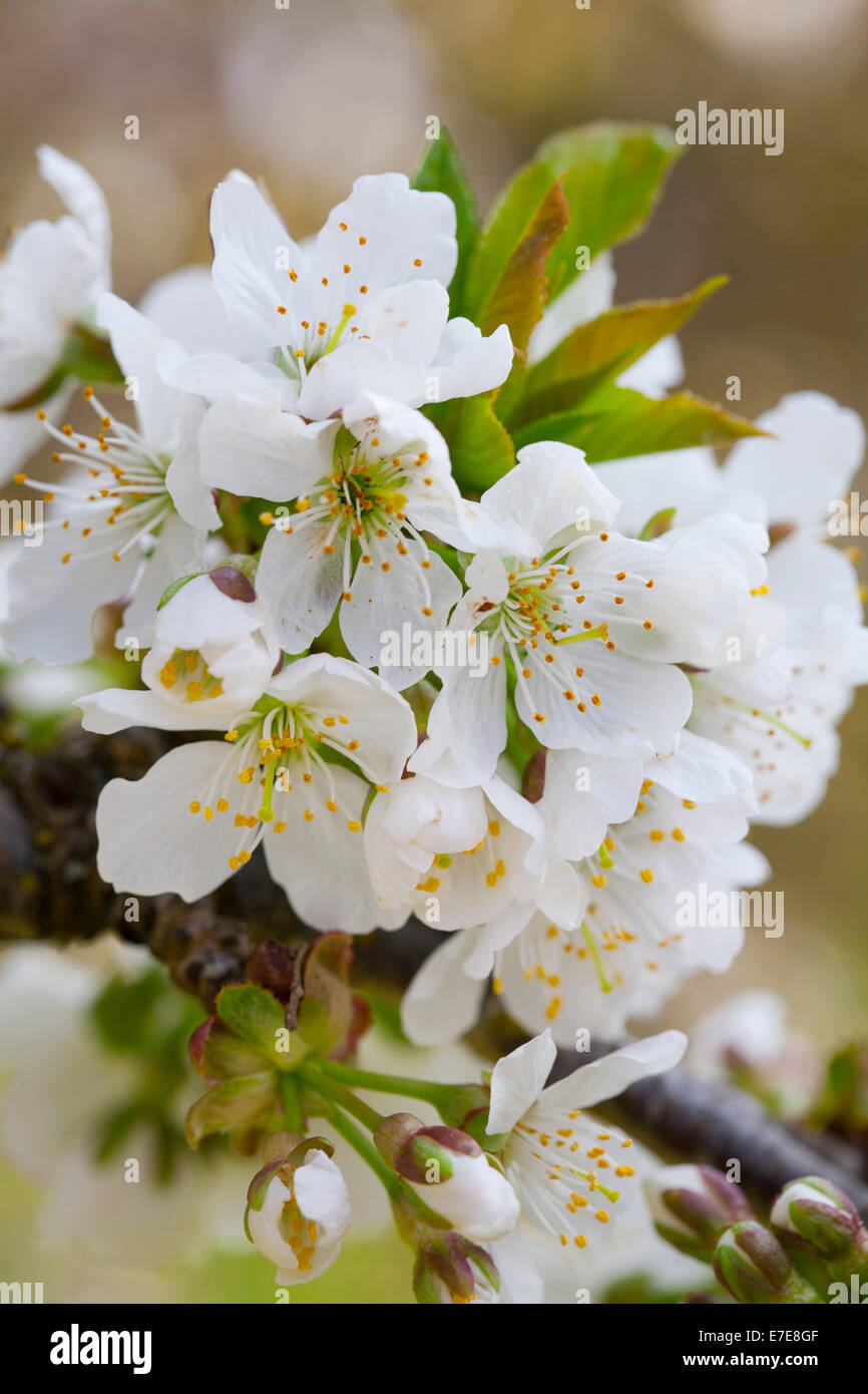 Prunus Avium 'Lapins' (Wildkirsche) Stockfoto