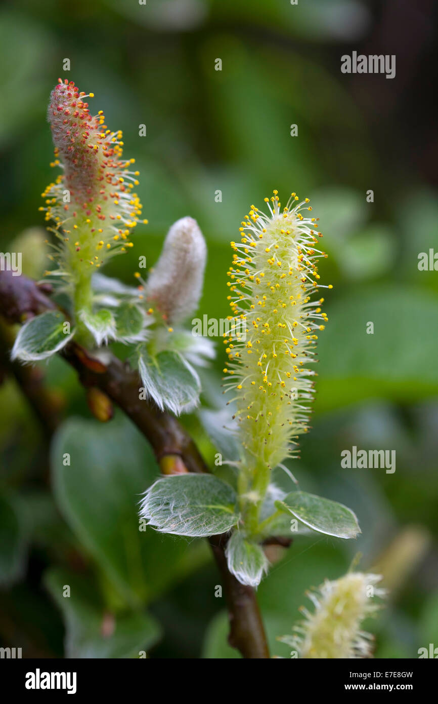 Ranunculus ficaria bronze hussy -Fotos und -Bildmaterial in hoher ...