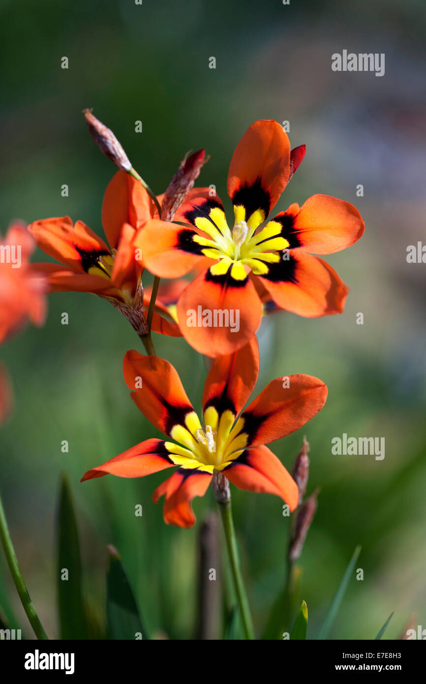 Harlekin blume -Fotos und -Bildmaterial in hoher Auflösung – Alamy