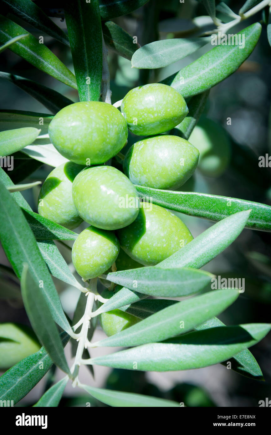 Nahaufnahme von Oliven auf einem Ast Stockfoto