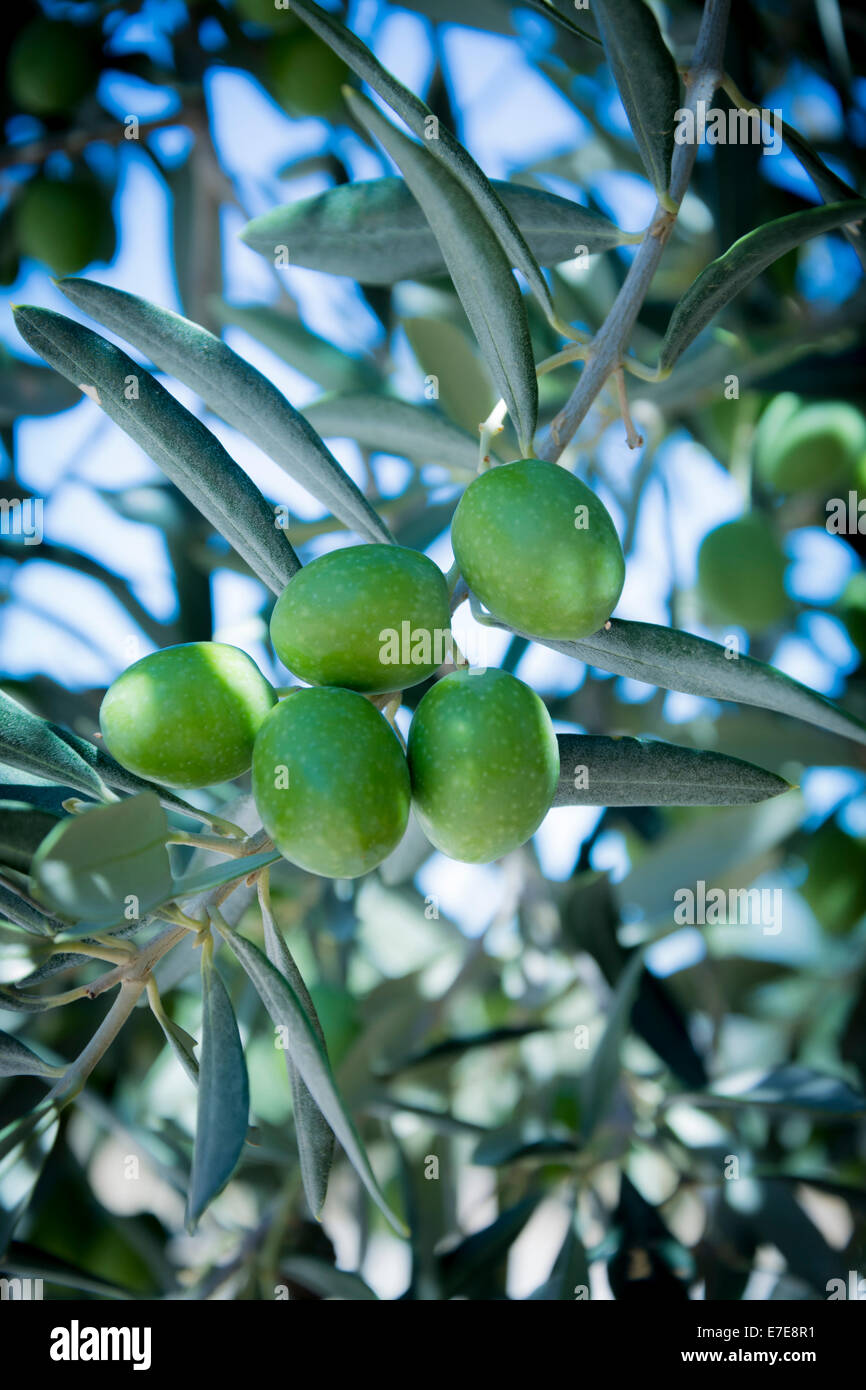 Eine Nahaufnahme von Oliven auf einem Ast Stockfoto