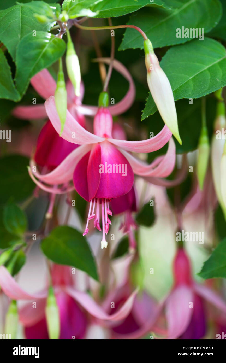 Fuchsia 'Cascade' Stockfoto