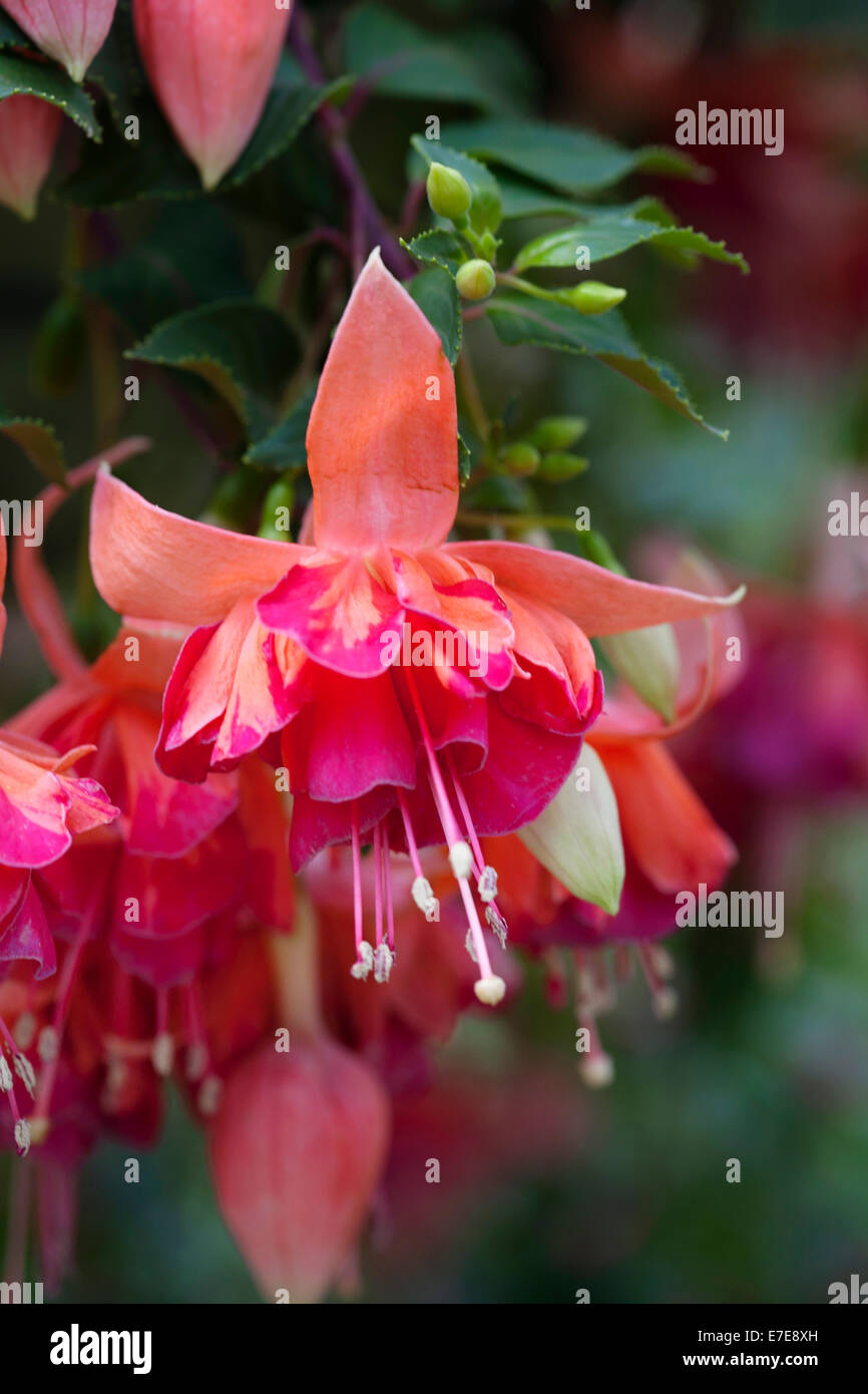 Fuchsia 'Orange King' Stockfoto