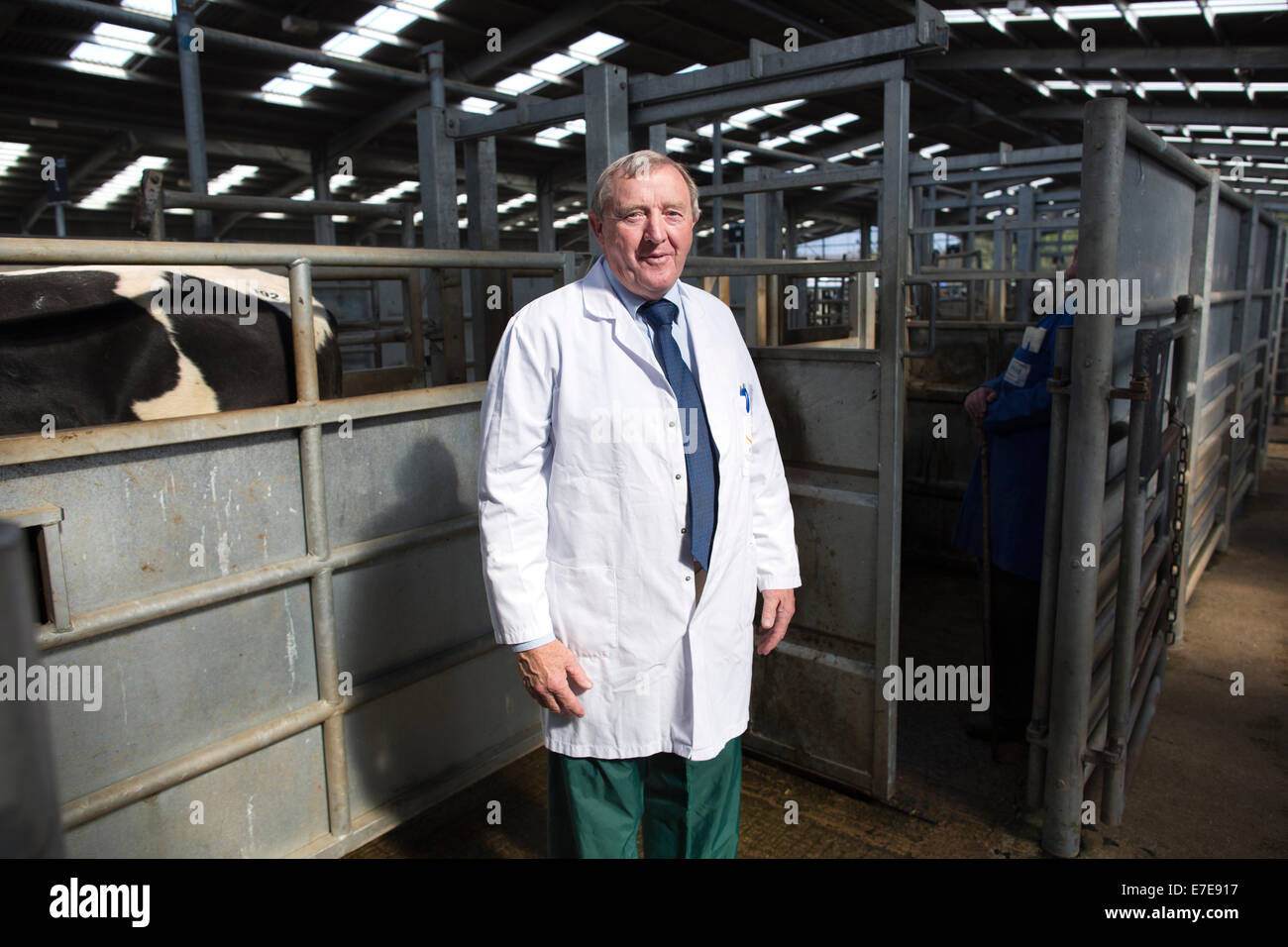 Harrison & Hetherington Farmstock Auktionatoren, besuchen Bauern das Vieh verkaufen, Borderway Markt, Carlisle, Cumbria, England UK Stockfoto