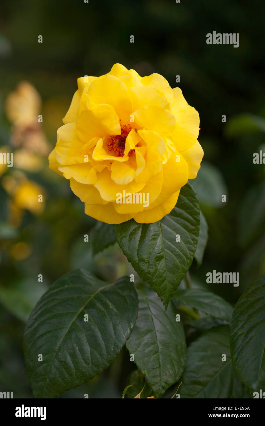 Rosa-goldene Hochzeit ("Arokris") Stockfoto