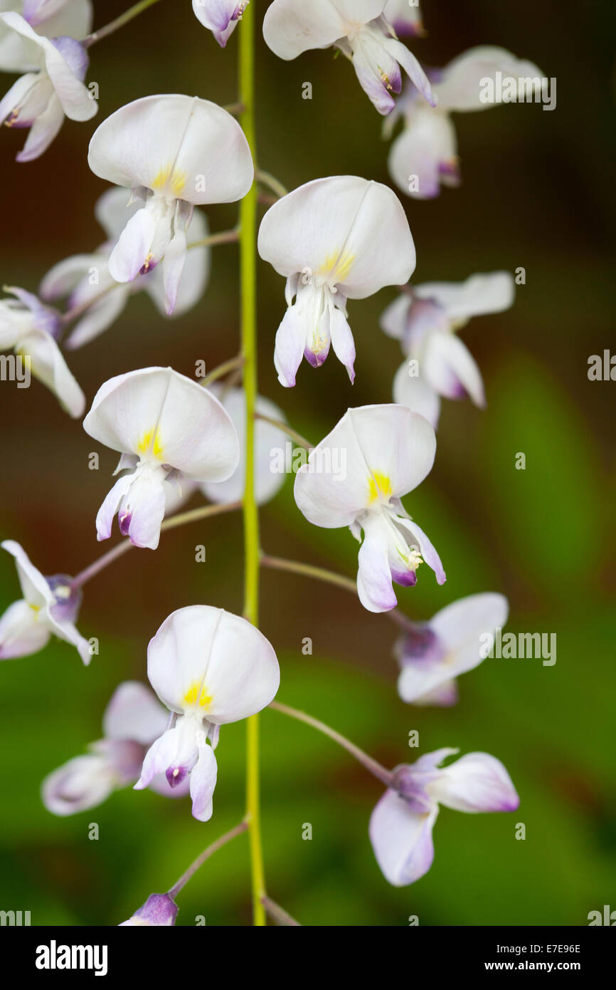 Wisteria Floribunda 'Rosea' Stockfoto