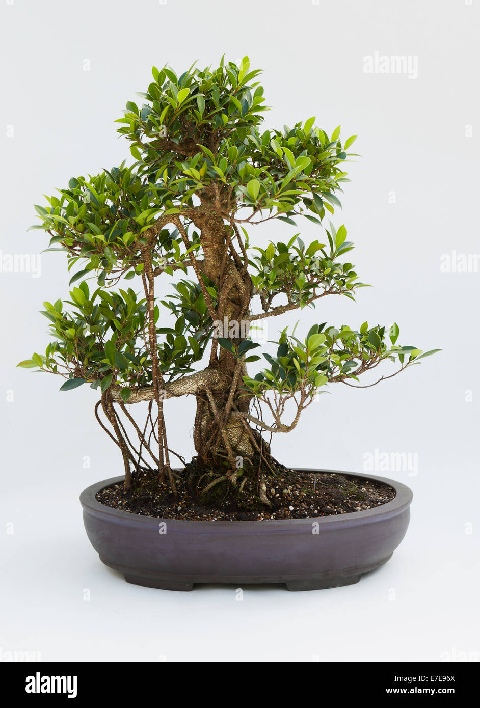 Bonsai Ficus Stockfoto