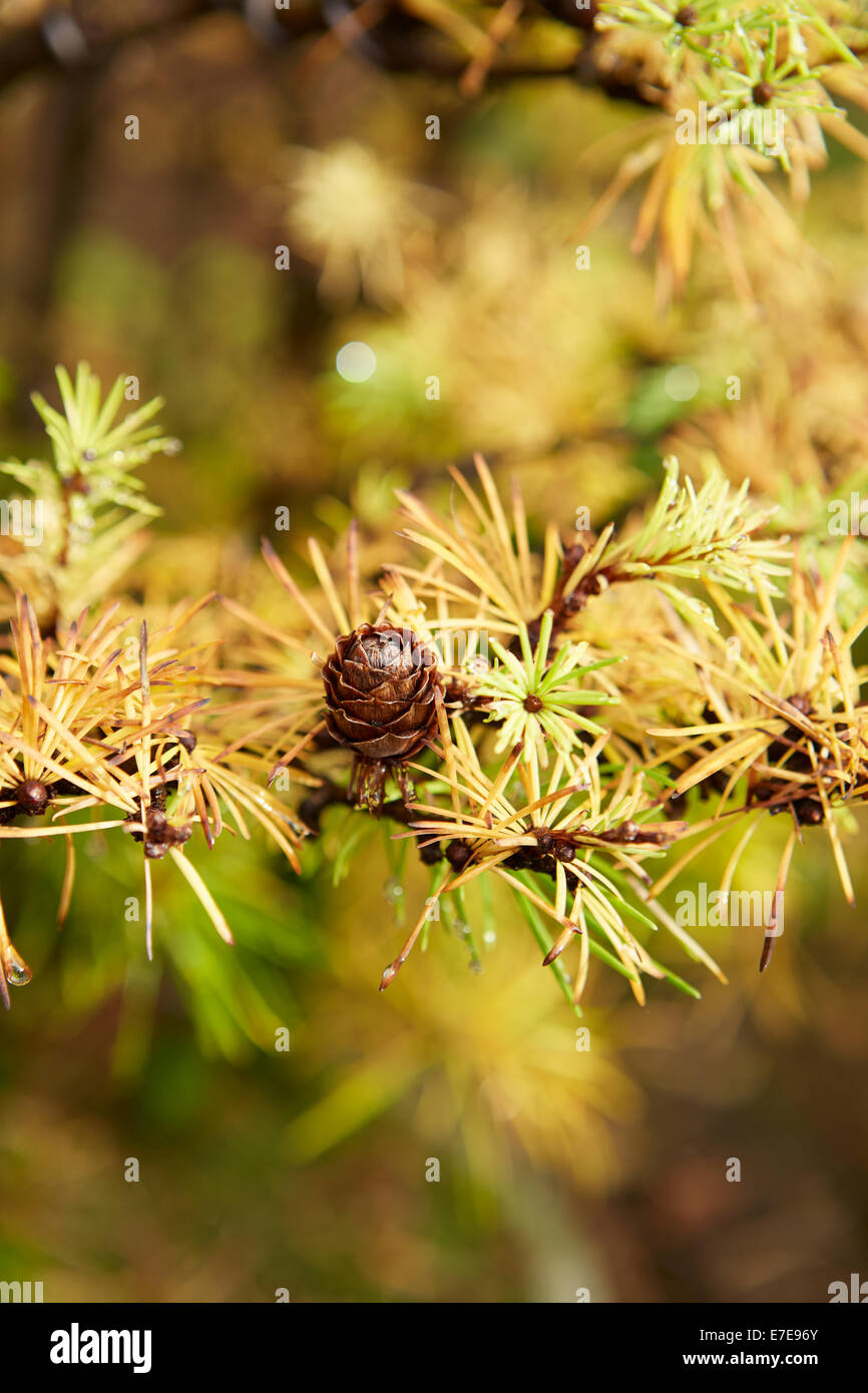 Larix (Lärche), Bonsai-Baum Stockfoto