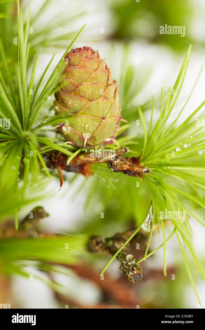 Larix Kaempferi (japanische Lärche), Bonsai-Baum Stockfoto