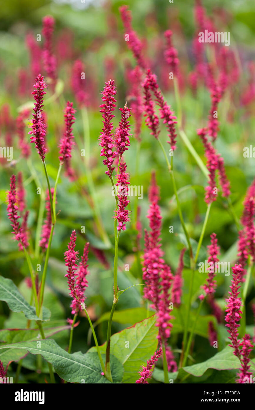 Persicaria Amplexicaulis 'Atrosanguinea' Stockfoto