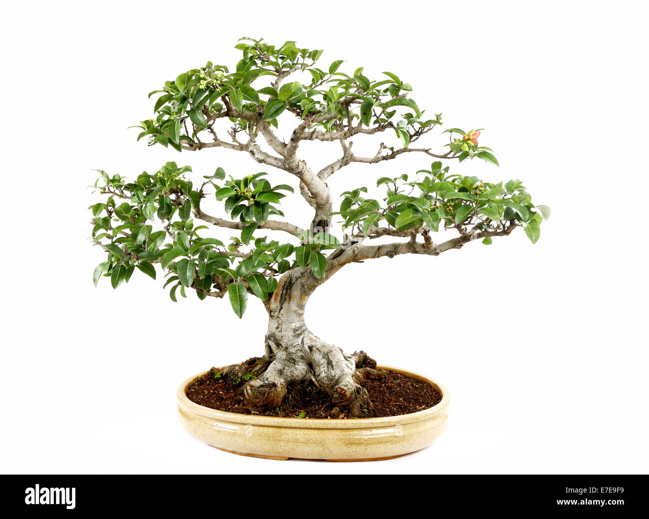 Ficus Bonsai Lippenstift Stockfoto