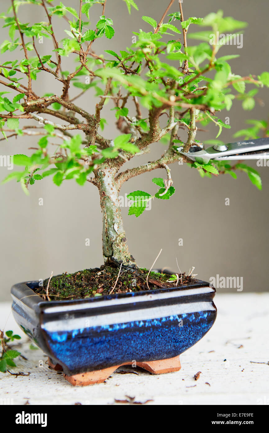 Chinese iep bonsai (Ulmus parviflora) - Hoogte (boom): 15 cm - Diepte Chinese iep bonsai (Ulmus parviflora) - Hoogte (boom): 15 cm - Diepte