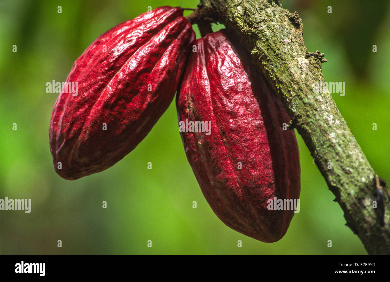 KAKAOBOHNE [Theobroma Cacao] PODS ON A TREE IN THE WEST INDIES Stockfoto