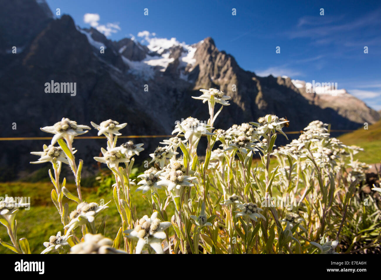 Edelweisse wächst außerhalb der Bonatti-Hütte gegenüber den Grande Jorasses in den italienischen Alpen. Stockfoto