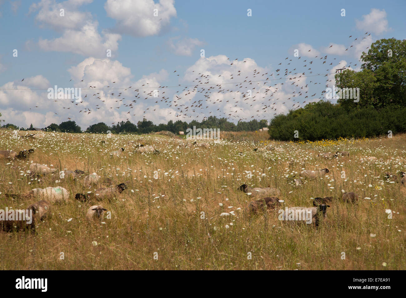 Schafe in Carwitz, Feldberger Seenlandschaft, Landkreis Mecklenburgische Seenplatte, Mecklenburg Vorpommern, Sommerwiese, Keim Stockfoto