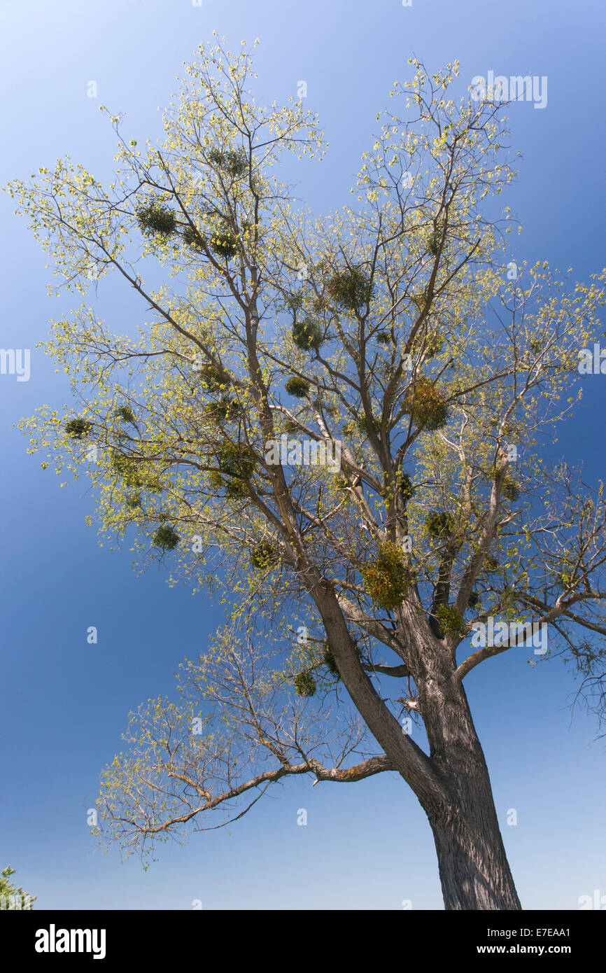 Misteltoes im Baum, Schönermark, Landkreis Uckermark, Brandenburg, Deutschland Stockfoto