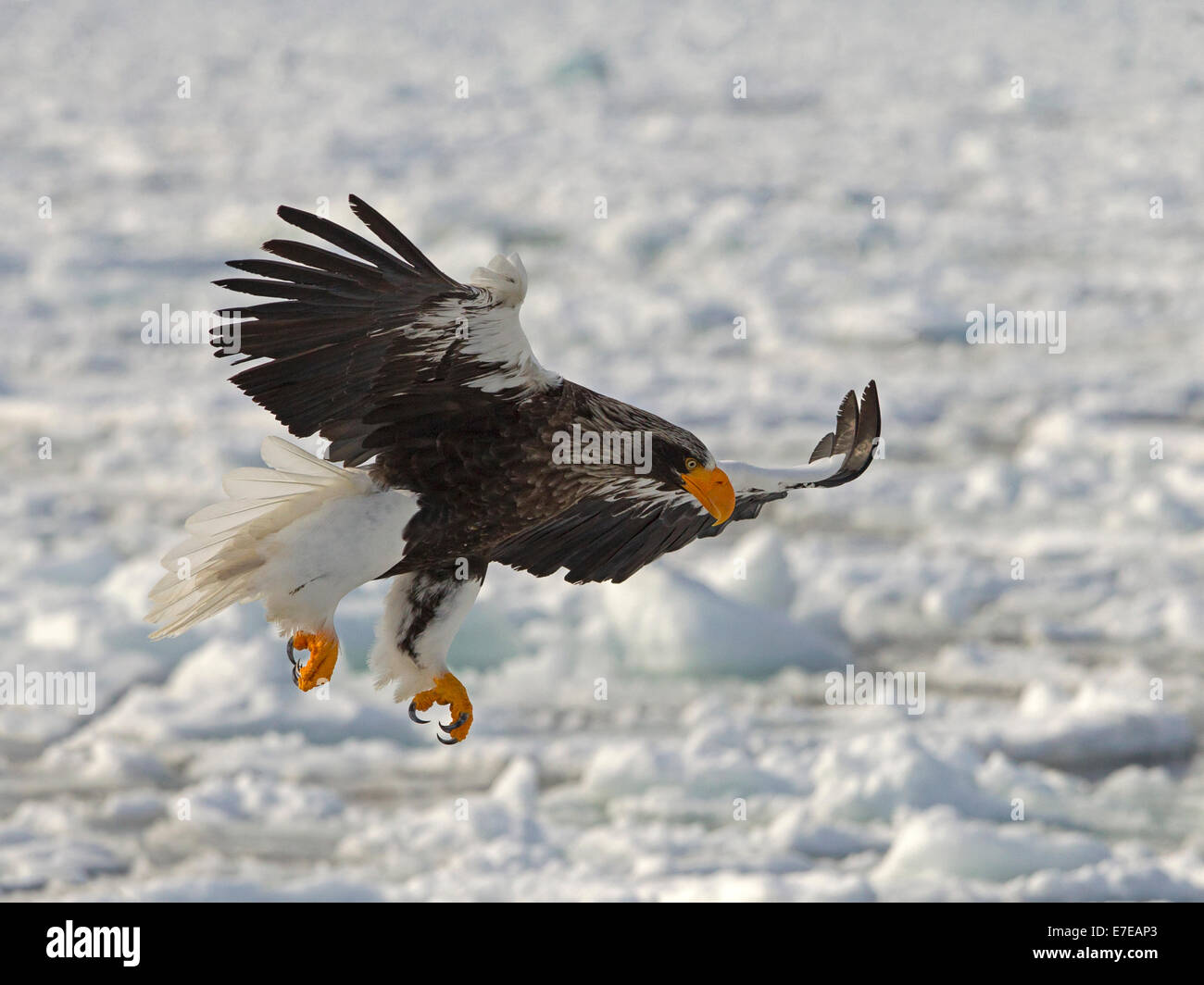 Steller der Seeadler im Flug, Landung auf Eisscholle Stockfoto