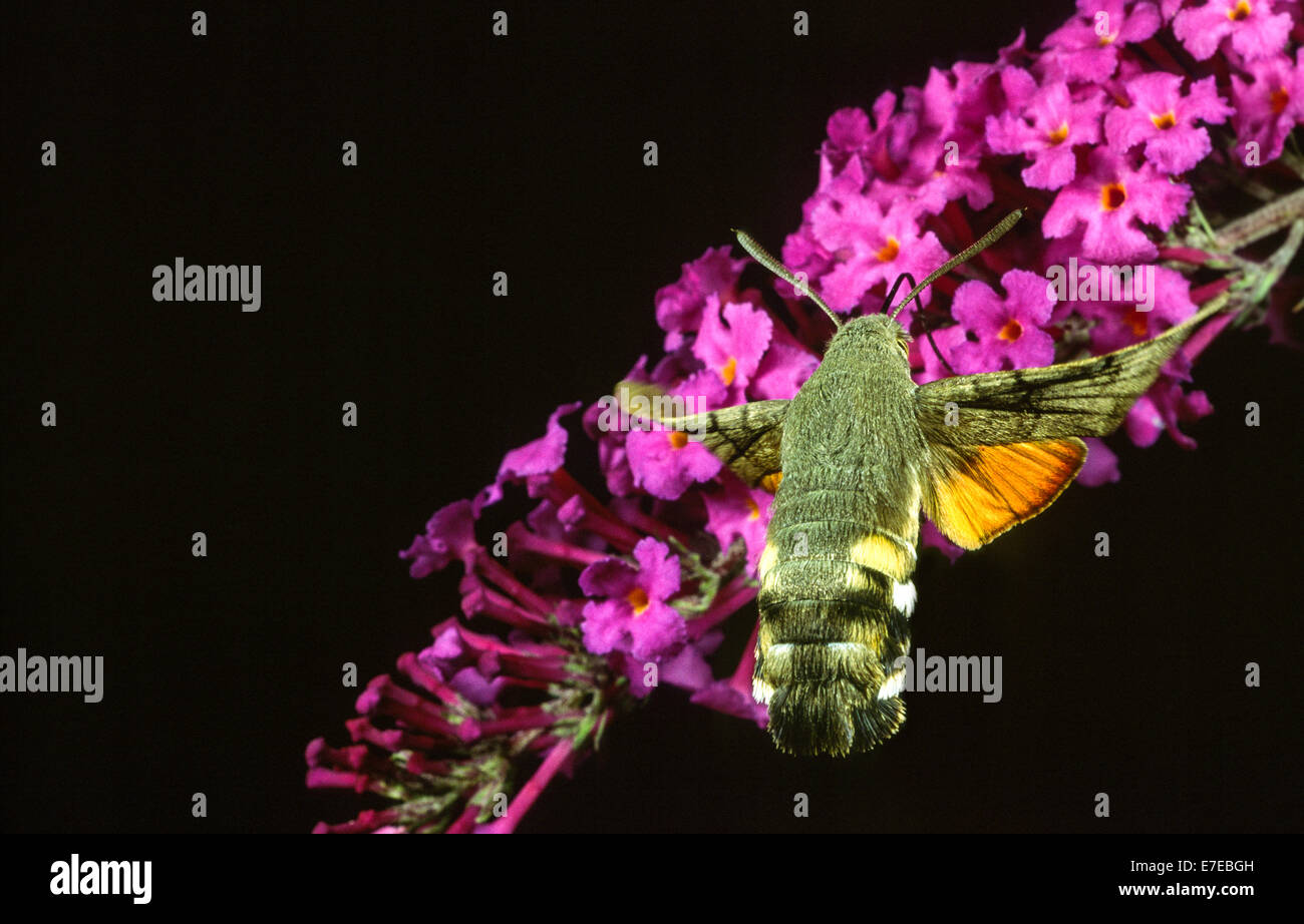 KOLIBRI HAWKMOTH TRINKEN NEKTAR AUS EINER BLUME SOMMERFLIEDER Stockfoto