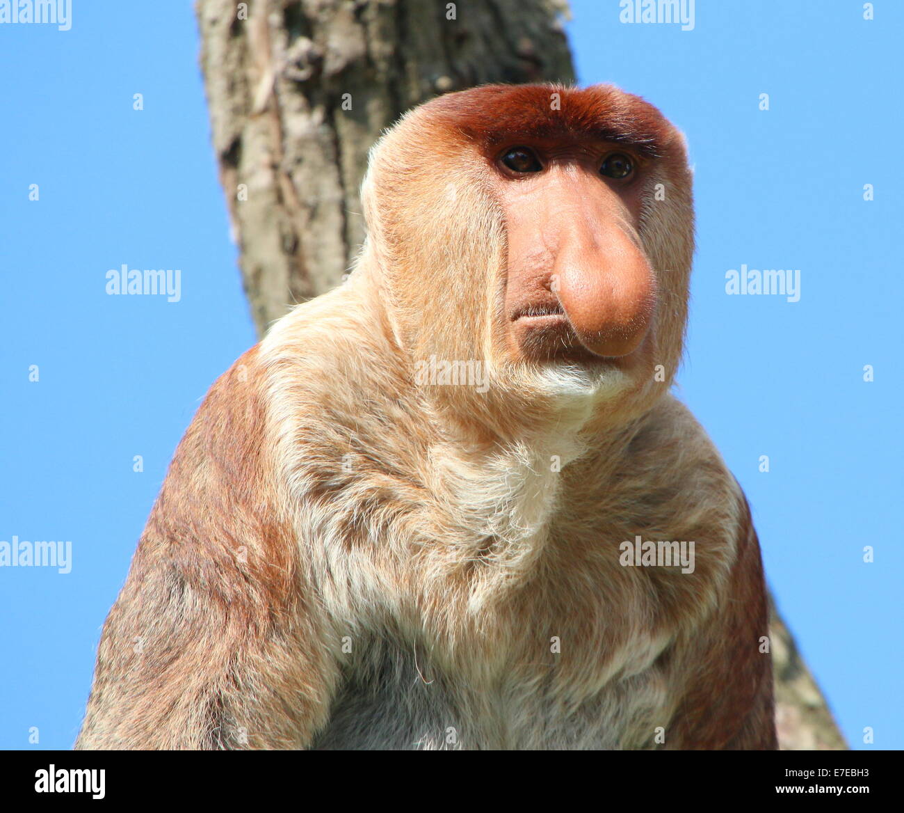 Ältere männliche Southeast Asian Rüssel oder lange Nase Affe (Nasalis Larvatus) Nahaufnahme des Kopfes Stockfoto