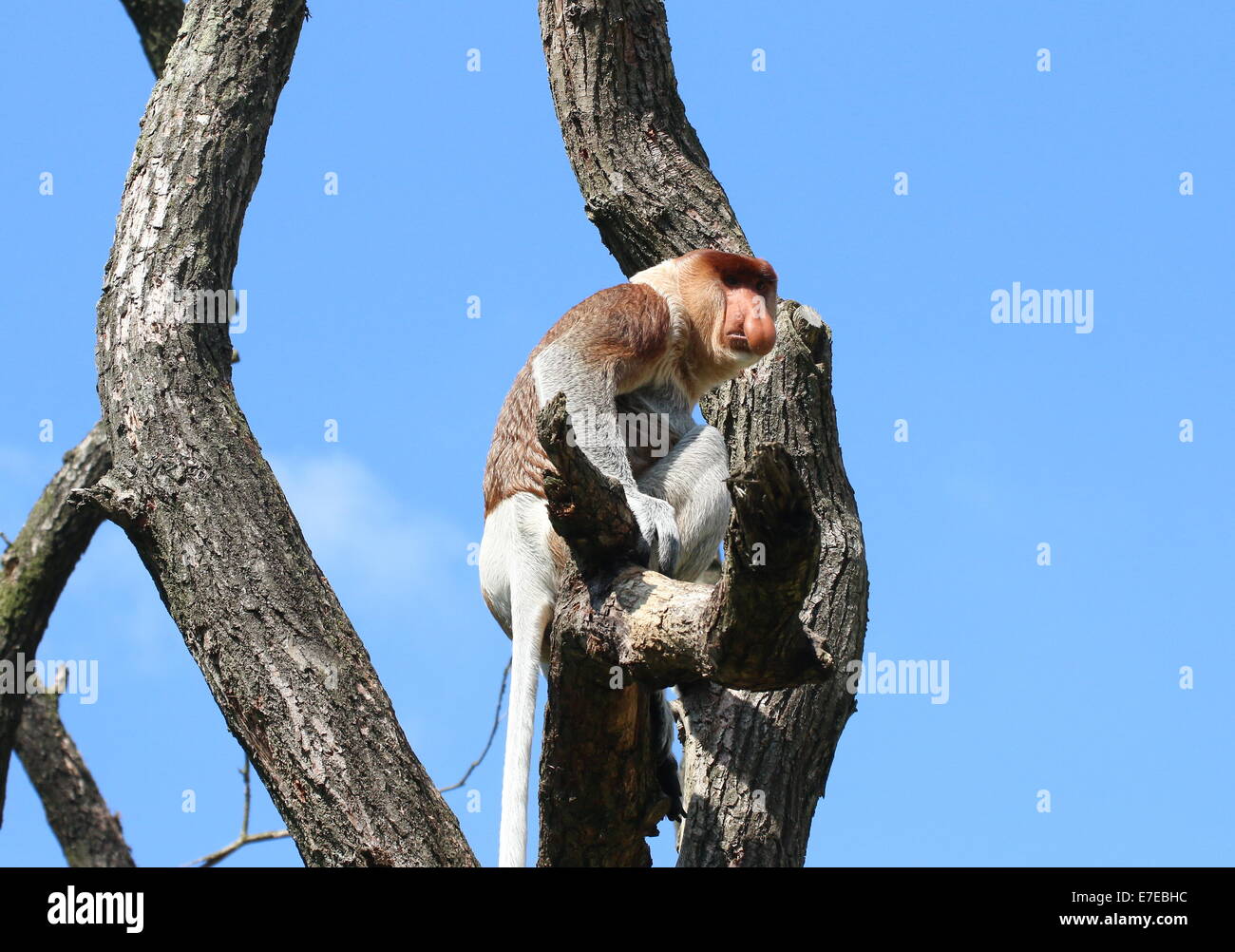Männlichen Rüssel oder Langnasen-Affe (Nasalis Larvatus) auf der Suche in Apenheul Primate Zoo, Niederlande Stockfoto