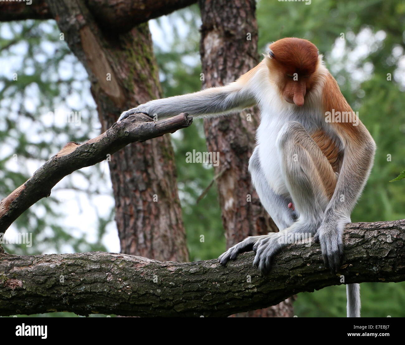 Junge männliche Southeast Asian Rüssel oder lange Nase Affe (Nasalis Larvatus) posiert in einem Baum Stockfoto