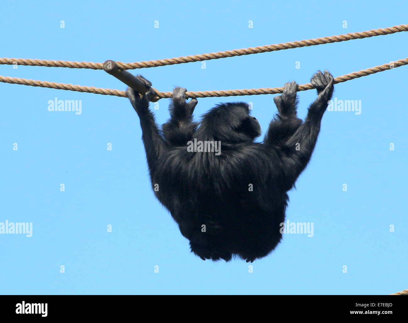 Weibliche Gibbon Siamang (Symphalangus Syndactylus, S. Hylobates) Klettern eine Strickleiter in Burgers' Zoo, Arnheim, Niederlande Stockfoto