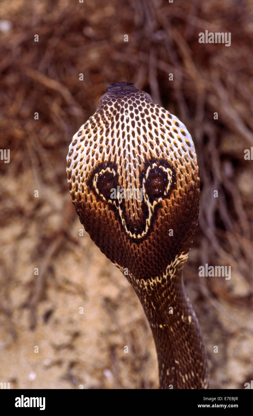 INDISCHE Kobra (Naja Naja) Kopf und Markierungen Stockfoto