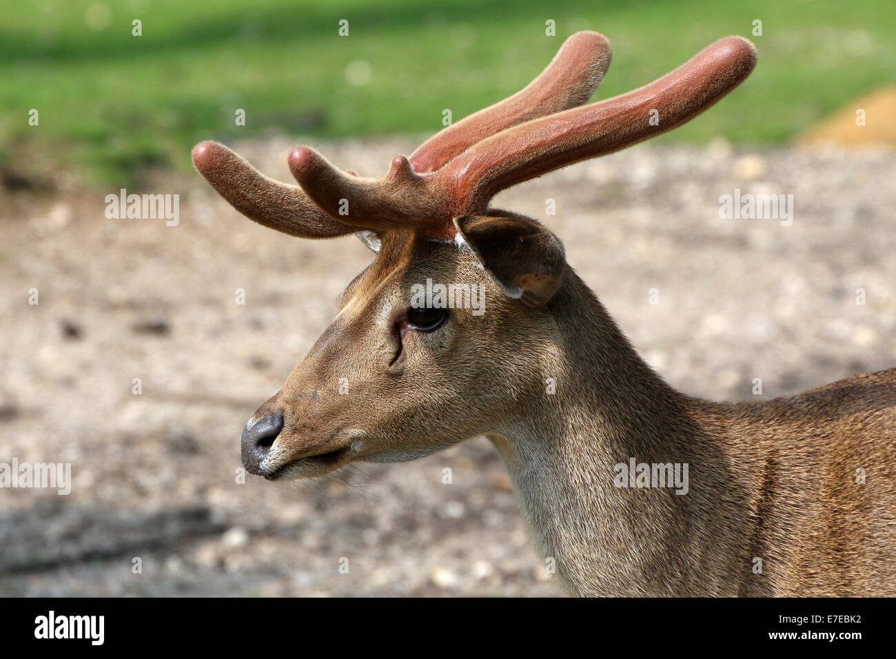 Nahaufnahme des Kopfes und Geweihe der Südost-asiatischen Eld Hirsche (Panolia Eldii, (Ru) Cervus Eldii) alias Braue antlered Hirsch Stockfoto