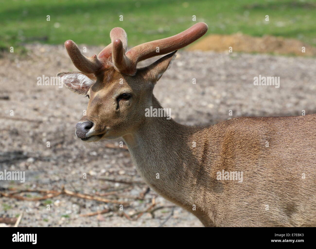 Nahaufnahme des Kopfes und Geweihe der Südost-asiatischen Eld Hirsche (Panolia Eldii, (Ru) Cervus Eldii) alias Braue antlered Hirsch Stockfoto